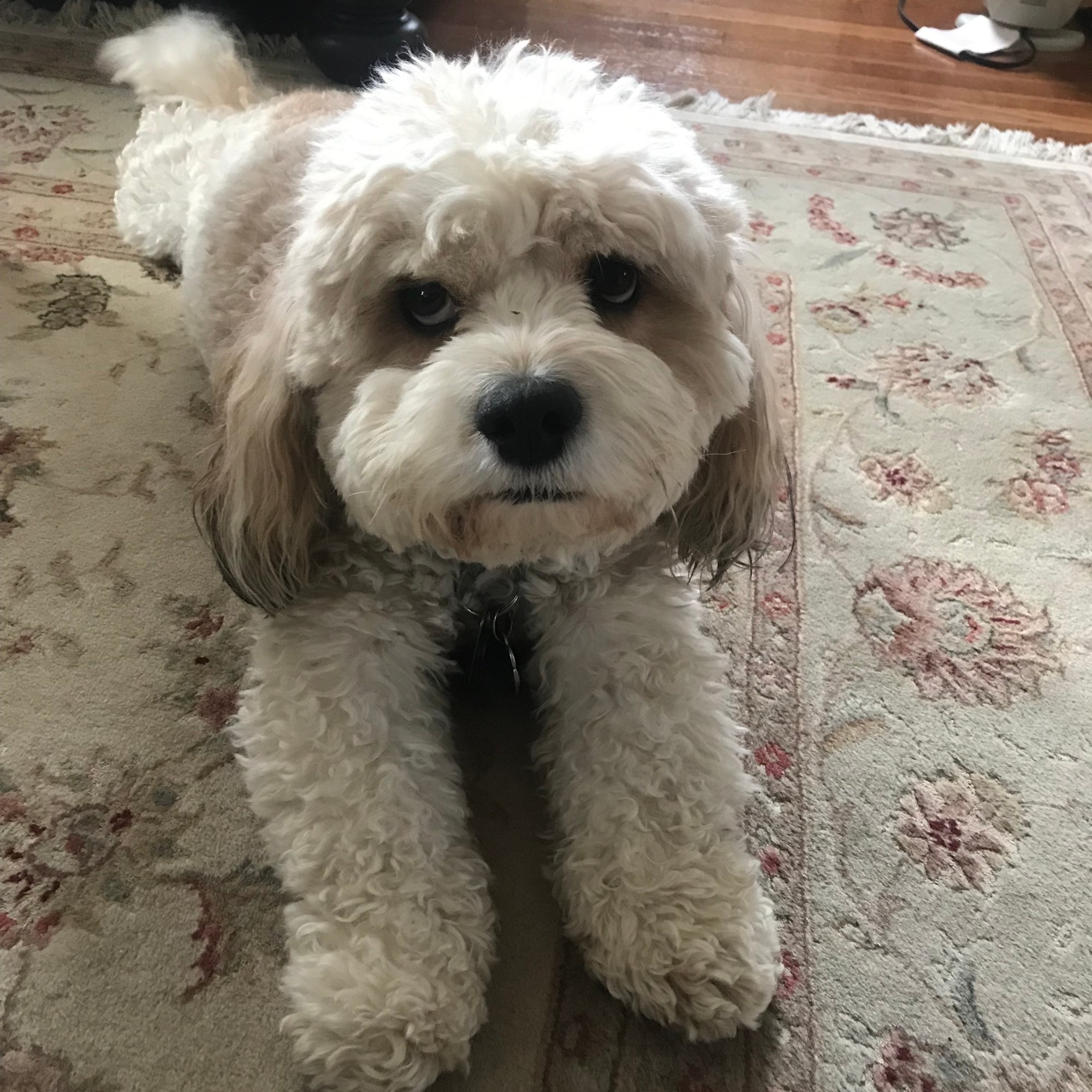 My dog would love Apollo!